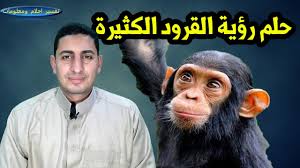 تفسير حلم الرئيس وهو يبتسم والحوار معه في الحلم. Ø­Ù„Ù… Ø§Ù„Ù‚Ø±Ø¯ ÙˆØ¹Ø¶Ø© Ø§Ù„Ù‚Ø±Ø¯ ÙˆØ§Ø·Ø¹Ø§Ù… Ø§Ù„Ù‚Ø±Ø¯ ÙˆÙ‡Ø¬ÙˆÙ… Ø§Ù„Ù‚Ø±Ø¯ ÙˆÙ…Ø³Ùƒ Ù‚Ø±Ø¯ ÙˆØ´Ø±Ø§Ø¡ Ù‚Ø±Ø¯ Ø§Ùˆ Ù‚Ø±ÙˆØ¯ ÙƒØ«ÙŠØ±Ø© Youtube