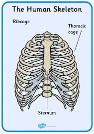 The human skeleton, like that of other vertebrates, consists of two principal subdivisions, each with origins distinct from the others and each presenting certain. What Are Bones Bones Of The Human Skeleton Teaching Wiki