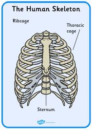 This quiz on human bones is designed to test your knowledge on the location of each individual bone. What Are Bones Bones Of The Human Skeleton Teaching Wiki