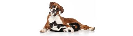 We have been nj's best & only 5 star pet sitting dog walking service for 15 straight years. Bellevue S Top Pet Sitters Dog Walkers Bellevue Pet Sitter Near Me