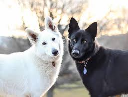 Kaya Ile Hades In En Mutlu Gunu Sayfa 2 7 Fusuli Shepherd Puppies Dogs German Shepherd Puppies