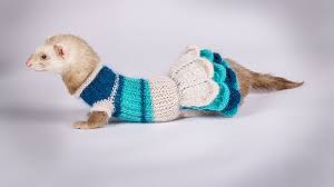 Check out our knitted ferret selection for the very best in unique or custom, handmade pieces from our мягкие игрушки there are 268 knitted ferret for sale on etsy, and they cost 21,39 $ on average. Ferrets Clothes Should You Dress Up Your Pet Or Not Arcana Pets