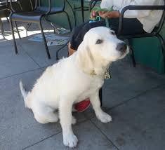Others believe that dogs should be spayed after at least 12 months. Just Imagine The Headlines Gaudi Dog Scientist Discovers Cure For Sad The Dogs Of San Francisco
