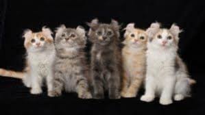 En Kucuk 5 Kedi Cinsi 2020 Kedi Ordu