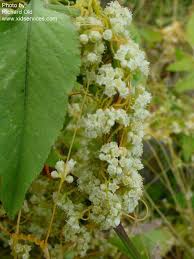 Image result for Cuscuta abyssinica