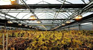 Check spelling or type a new query. How To Build A Greenhouse For Cannabis Production Greenhouse Product News