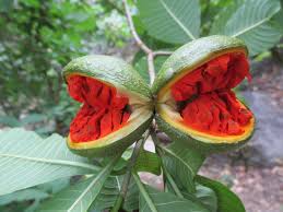 Image result for Tabernaemontana eglandulosa