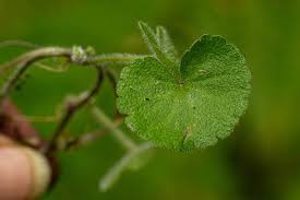 Image result for Sibthorpia