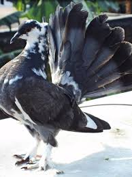 Maybe you would like to learn more about one of these? 10 Burung Merpati Hias Yang Memanjakan Mata Lifestyle Fimela Com