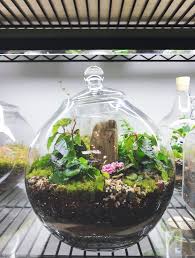 Terrarium With Miniature African Violets Angel Wing Begonia Ficus Pumila And Rock Fern Ficus Pumila Mini Fairy Garden Indoor Garden