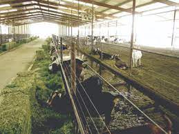 Dairy Goats