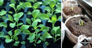 The monotony of working from home can be a lot to take, especially if you're used to going into an office every day. How To Start Seeds Indoors And The Best Tools And Equipment Gardening Channel