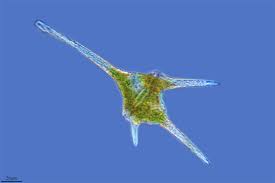 We source european and national funding for research and innovation and provide expertise in project management and delivering real impact. Ceratium Hirundinella Inaturalist