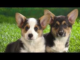Corgi puppies and dogs in texas cities. Cardigan Welsh Corgi Puppies Behavior And Characteristics In Different Months Until One Year