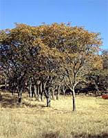 Image result for Burkea africana