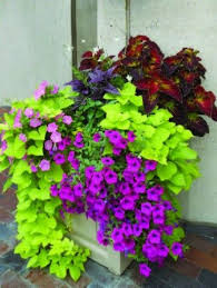 Sweet potatoes are really simple to grow. Flowers And Garden Ideas Sweet Potato Vine Coleus And Wave Petunias Flowers Tn Leading Flowers Magazine Daily Beautiful Flowers For All Occasions