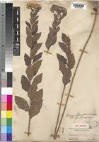 Image result for Vernonia brachycalyx