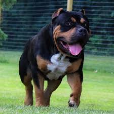 Always let them know whats. Dog Dogs Dogsof Puppies Cutedogs Dogsofinsta Lycan 11 Month Old Xl American Bully Owned And Loved By Blueberrykennels M American Bully Dogs Bully Breeds