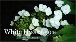 Like other white flowers, white hydrangeas mean purity, grace, and abundance. Funeral Flowers And Their Meanings The Ultimate Guide Flower Meanings Funeral Flowers Funeral Flower Arrangements