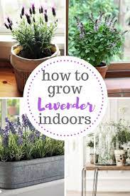 Grow Lavender Indoors With These Tips And Tricks Gardening Indoor Gardening Growing Lavender Growing La Growing Lavender Indoors Plants House Plants Indoor