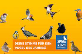 In diesem jahr sind nun alle bundesbürger dazu aufgerufen, an der wahl teilzunehmen. Vogel Des Jahres 2021 Die Zehn Stichwahl Kandidaten Nabu