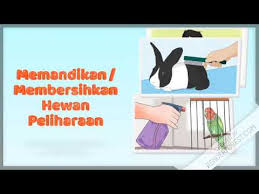 We did not find results for: Aturan Merawat Hewan Peliharaan Kelas 1 Tema 7 Subtema 2 Youtube