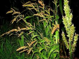 Image result for Echinochloa