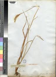 Image result for Andropogon appendiculatus