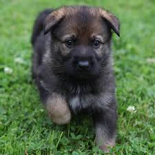 Learn more about german shepherd rescue of ny, inc. Gorgeous 5 Month Old Female Available Ostland German Shepherds Facebook