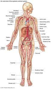 Naturalremediesmastitis Human Anatomy Human Body Anatomy Anatomy
