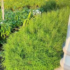 Image result for Pogonatherum paniceum