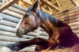 Tick Borne Disease Tremendously Tricky In Horses The Horse