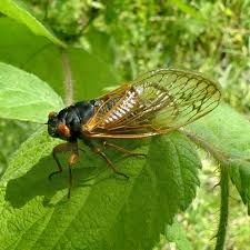 Image result for Kotschya speciosa