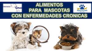 El perro puede tener un episodio o episodios repetitivos de trombocitopenia. Como Subir Plaquetas Bajas En Perros Perro Yardbird Plaquetas Bajas Mira Como Ayudarlo A Subirlas