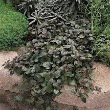 Image result for Ajuga