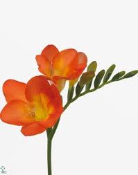 Image Result For Orange Freesia Flowers Uk Wholesale Flowers Orange Wedding Flowers