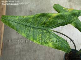 Did you scroll all this way to get facts about alocasia zebrina reticulata? Plantfiles Pictures Alocasia Elephant Ear Reticulata Alocasia Zebrina By Daylilyslp