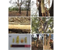 Image result for Acacia robusta