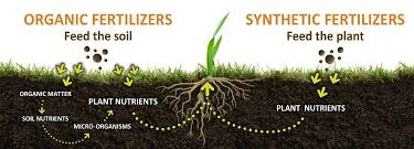 Potassium makes the plant healthy by. Organic Vs Synthetic Fertilizer Milorganite