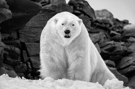 Paul Nicklen Polar Bear Scary Animals Animals