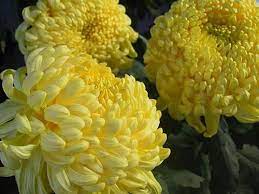 Pin On Yellow Flowers