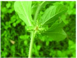 Image result for Acanthospermum hispidum