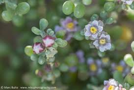 Image result for Balanites pedicellaris