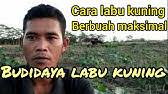 Oleh budidayawan diposting pada 23 juli 2021. Labu Kuning Berbuah Banyak Youtube