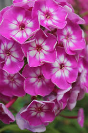 Phlox By Duvduv Beautiful Flowers Amazing Flowers Flower Seeds