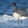 Profile Picture of Brant (Gray-bellied) - eBirdon Google