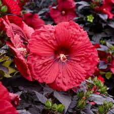 Image result for Hibiscus platycalyx