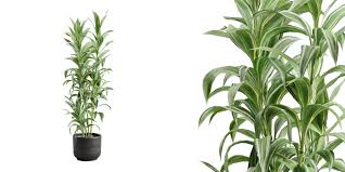 Image result for Dracaena sanderiana