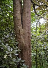 Image result for Acacia melanoxylon