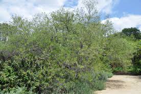 Image result for Acacia longifolia